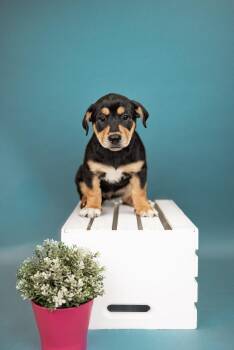 Corgi Dogs Available for Adoption in Brighton, Colorado - 452-26 | PetCurious
