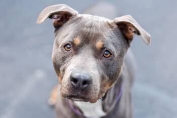 Mixed Breed Dogs Available for Adoption - Moe | PetCurious