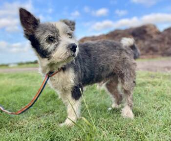 Terrier Dogs Available for Adoption in Boonton, New Jersey - Edelstein TX | PetCurious