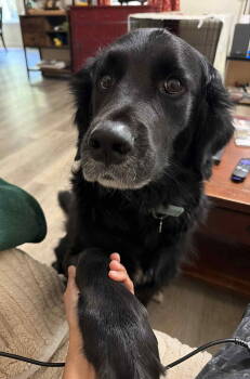 Rescue Bernese Mountain Dog and Retriever Dogs for Adoption in Arlington, Virginia - Bumi (foster To Adopt) | PetCurious