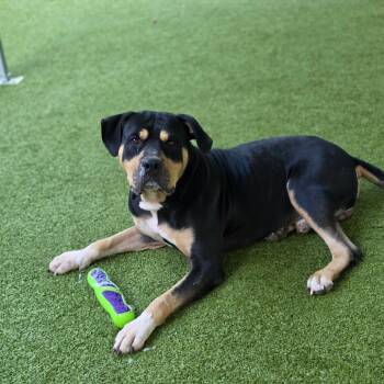 Tank -  Pit Bull Terrier Dog for Adoption in Greensboro, North Carolina - Tank | PetCurious