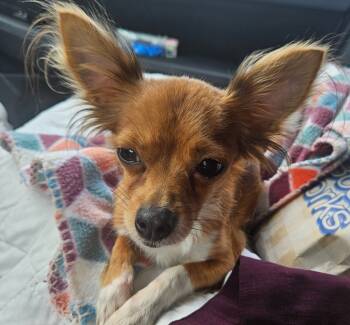 Rescue Chihuahua Dogs for Adoption in Triana, Alabama - Mala | PetCurious