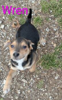 Beagle and Jack Russell Terrier Dogs Available for Adoption - Wren | PetCurious