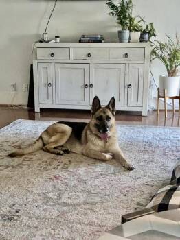 German Shepherd Dog Dogs Available for Adoption - Remi | PetCurious