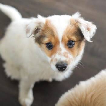 Robin -  Mixed Breed Dog for Adoption in Park City, Utah - Robin | PetCurious