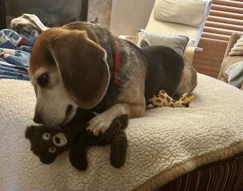 Scooby and Chase - BONDED PAIR - fostered in Omaha -  Beagle and Terrier Dog for Adoption in Overland Park, Kansas - Scooby And Chase - BONDED PAIR - Fostered In Omaha | PetCurious