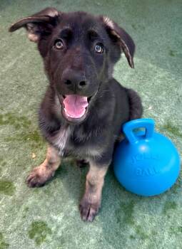 Eli -  German Shepherd Dog Dog for Adoption in Brookfield, Connecticut - Eli | PetCurious
