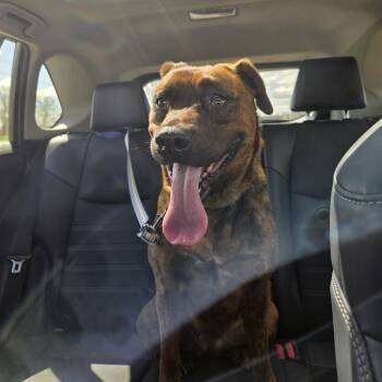 Mixed Breed Dogs Available for Adoption in Rochester, Minnesota - Mei Mei | PetCurious