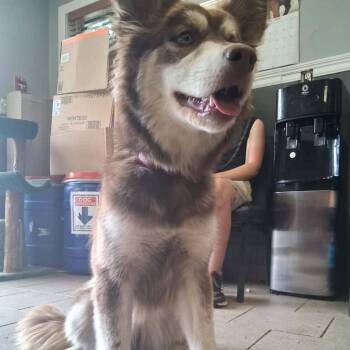 Chichi Stray Hold 6/14 -  Mixed Breed Dog for Adoption in Huntington, West Virginia - Chichi Stray Hold 6/14 | PetCurious