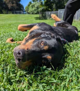 Sophie -  Rottweiler Dog for Adoption in New Windsor, New York - Sophie | PetCurious