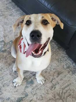 Rescue Labrador Retriever Dogs for Adoption in Sioux City, Iowa - Felix | PetCurious