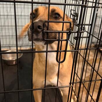 Della 8536 -  Shepherd and Mixed Breed Dog for Adoption in Loxahatchee Groves, Florida - Della 8536 | PetCurious