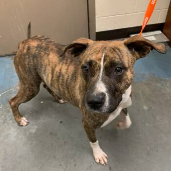 Rescue Mixed Breed Dogs for Adoption in Memphis, Tennessee - ZETTA | PetCurious