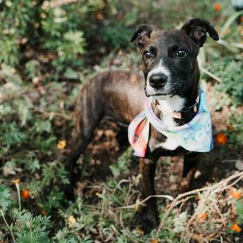 Rescue Mixed Breed Dogs for Adoption in Fulton, Missouri - Marbles | PetCurious