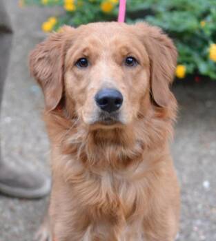 Rusty -  Golden Retriever Dog for Adoption in Memphis, Tennessee - Rusty | PetCurious
