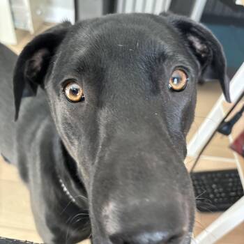 Black Labrador Retriever Dogs Available for Adoption in Medina, Ohio - Gunner--Courtesy Post--not An LELRR DOG | PetCurious