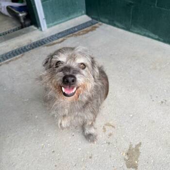 Smirk -  Wirehaired Terrier and Miniature Dachshund Dog for Adoption in Carencro, Louisiana - Smirk | PetCurious