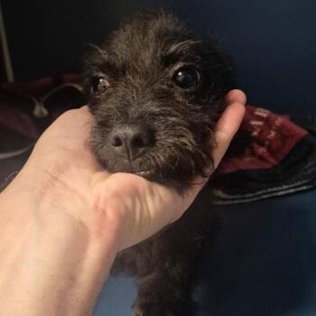 Marcus -  Terrier Dog for Adoption in Yuma, Arizona - Marcus | PetCurious