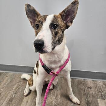 Rescue Border Collie Dogs for Adoption in Watertown, New York - Rider | PetCurious