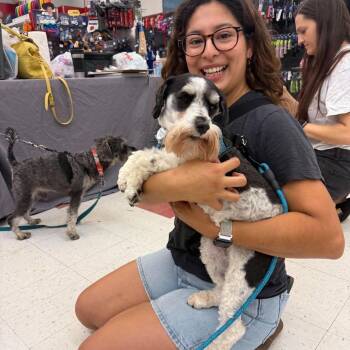Sunnie (bonded with Shadow) -  Miniature Schnauzer Dog for Adoption in Homer Glen, Illinois - Sunnie (bonded With Shadow) | PetCurious