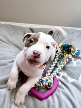 Kessa -  American Bulldog Dog for Adoption in Brentwood, Tennessee - Kessa | PetCurious