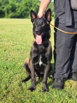 Bruno  located in VA -  Belgian Shepherd Malinois Dog for Adoption in Imlay City, Michigan - Bruno  Located In VA | PetCurious