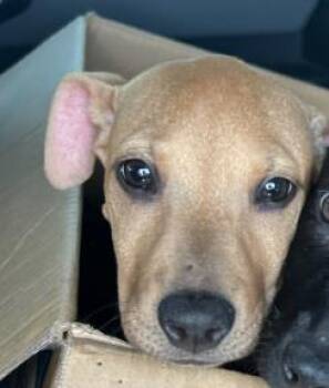 COPPERELLA -  Labrador Retriever Dog for Adoption in San Antonio, Texas - COPPERELLA | PetCurious