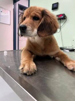 Judy -  Retriever and Mixed Breed Dog Available for Adoption in Savannah, Georgia - Judy | PetCurious