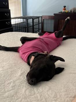 Delilah -  Labrador Retriever and Border Collie Dog for Adoption in Boston, Massachusetts - Delilah | PetCurious