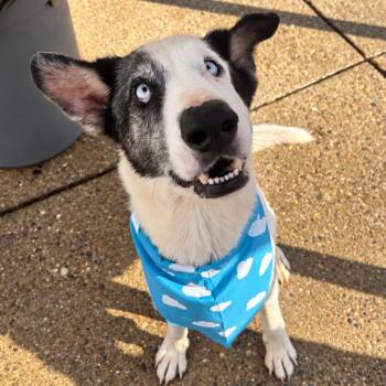 Kash -  Mixed Breed Dog for Adoption in Charleston, West Virginia - Kash | PetCurious