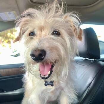Hunter -  Cairn Terrier and Mixed Breed Dog for Adoption in Hawthorne, California - Hunter | PetCurious