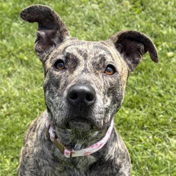 Terrier Dogs Available for Adoption in Jefferson, Wisconsin - Millie  | PetCurious