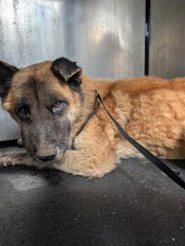 Rescue German Shepherd Dog Dogs for Adoption in San Antonio, Texas - SERGEANT | PetCurious