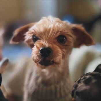 Rescue Yorkshire Terrier Dogs for Adoption in West Falls, New York - Moxie | PetCurious