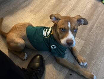 Blue -  Mixed Breed Dog for Adoption in Madison, Wisconsin - Blue | PetCurious