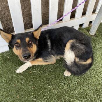A613807 -  German Shepherd Dog and Mixed Breed Dog for Adoption in Modesto, California - A613807 | PetCurious