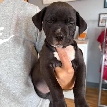 Belle Pepper (Female) -  Mixed Breed Dog for Adoption in Bend, Oregon - Belle Pepper (Female) | PetCurious