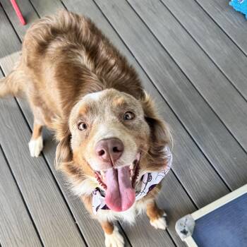 Dusty Rose -  Australian Shepherd Dog for Adoption - Dusty Rose | PetCurious