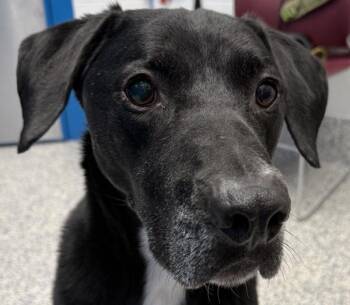 Clover -  Labrador Retriever Dog for Adoption in Golden, Colorado - Clover | PetCurious