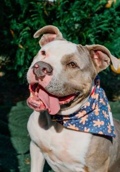 Rescue American Bully Dogs for Adoption in Stanley, North Carolina - Big Mac | PetCurious