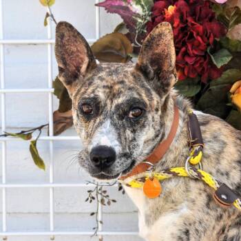 Olive -  Mixed Breed Dog for Adoption in Prescott, Arizona - Olive | PetCurious