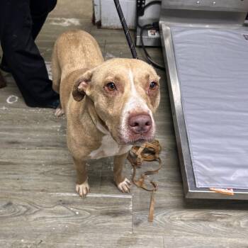 Poochie -  Mixed Breed Dog for Adoption in Summerville, South Carolina - Poochie | PetCurious
