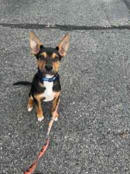 Cortado (26-113 D) -  Mixed Breed Dog for Adoption in Lansing, Michigan - Cortado (26-113 D) | PetCurious