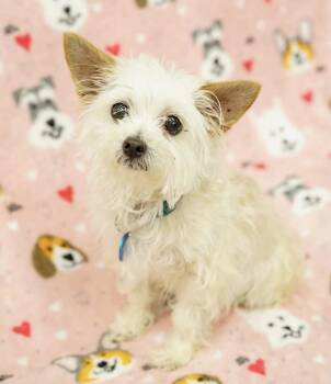 Terrier Dogs Available for Adoption - Tuna | PetCurious