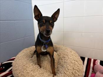 Miniature Pinscher Dogs Available for Adoption in Loveland, Colorado - MONTY | PetCurious