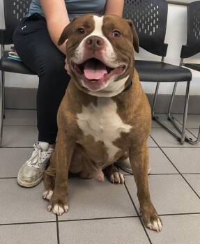 *Big Boy* -  Boxer and Pit Bull Terrier Dog for Adoption in Salt Lake City, Utah - *Big Boy* | PetCurious