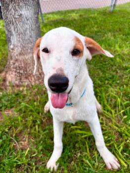 Han -  Labrador Retriever and Jack Russell Terrier Dog for Adoption in Harlingen, Texas - Han | PetCurious