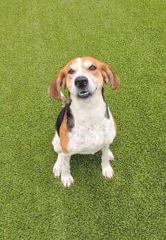 Rescue Coonhound and Mixed Breed Dogs for Adoption in Frankfort, Kentucky - Harper | PetCurious