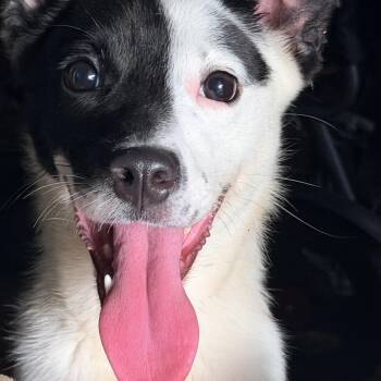 AMI -  Jack Russell Terrier Dog for Adoption in Fosters, Alabama - AMI | PetCurious