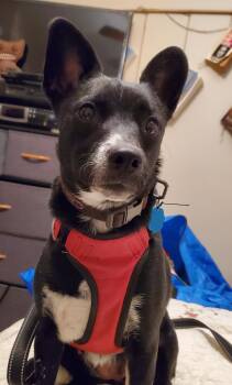 Rescue Australian Cattle Dog Blue Heeler Dogs for Adoption in Colorado Springs, Colorado - Nova | PetCurious